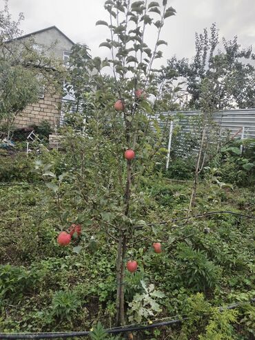 Həyət evləri və villaların satışı: 1 otaqlı, 36 kv. m, Yeni təmirli — 44