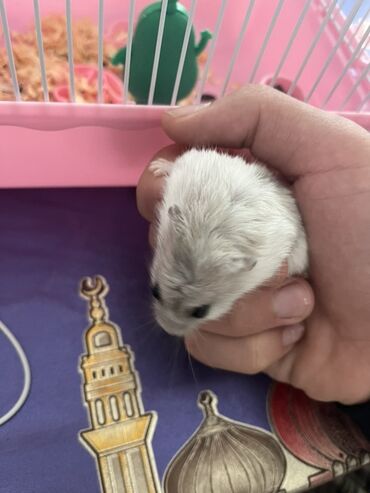 gözəl pişik şəkilləri: Cırtdan hamster – boz-ağ rəngli, qara gözlü, yumşaq tüklü