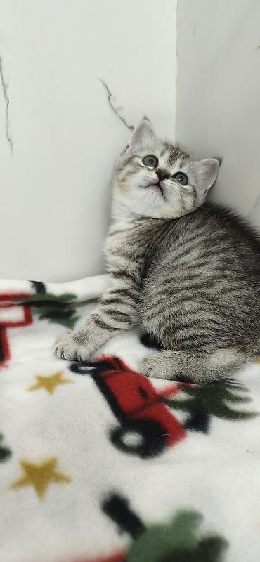 Продажа кошек: Продаются шотландские котята. Две девочки. Дата рождения 26/01/2026 — 8