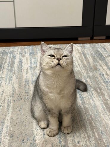 Продается котик породы Скоттиш Страйт, 6 месяцев, очень умный