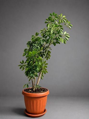 шефлер: Шефлера (Schefflera) в горшке - Вид: комнатное декоративно-лиственное — 1