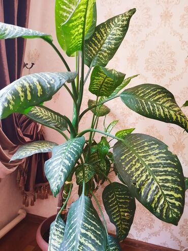 Диффенбахии: Диффенбахии at lalafo.kg — 9 Диффенбахии: Диффенбахии — 9