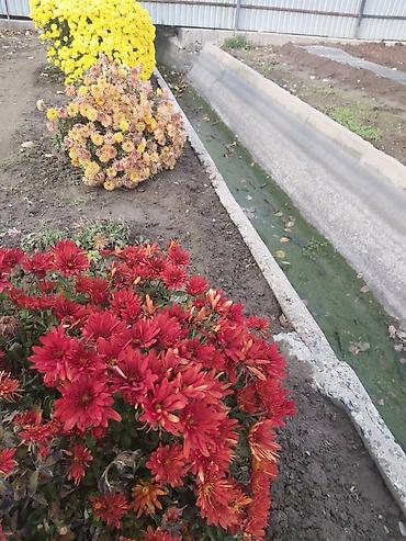 Хризантема: Хризантема — 19