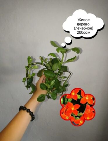 султан чай производитель: Комнатные растения — саженцы и черенки. 1) Живое дерево (лечебное) —