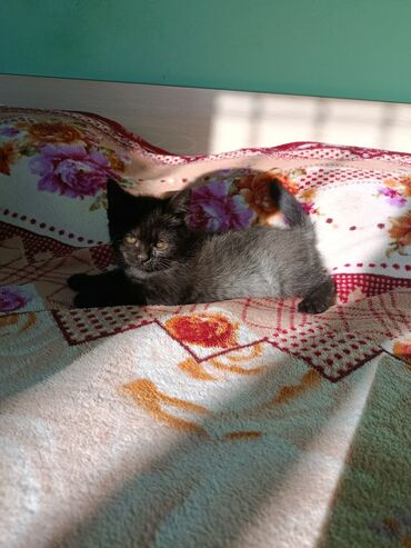 отдам породистого котенка: 2 айлык, Ургаачы, Курттардан тазаланган, Эмделген, Лотокко барууга үйрөтүлгөн