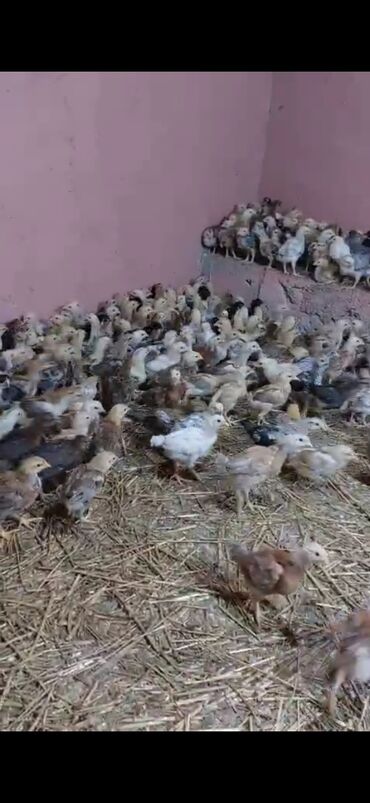 barter toyuq: Toyuq cücələri, Damazlıq