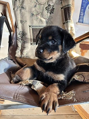 İtlər: Rotveyler, 2 ay, Dişi — 11