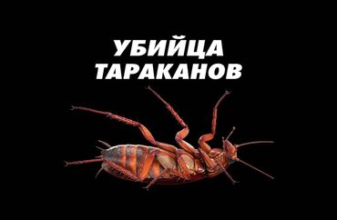 реставрация мебели на дому: Профессиональная дезинсекция от тараканов - Комплексная обработка