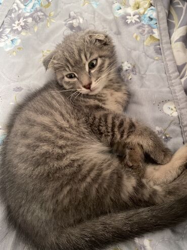 эксклюзивный кот: Котенок Шотландской породы 2 месяца чистая приучена к лотку