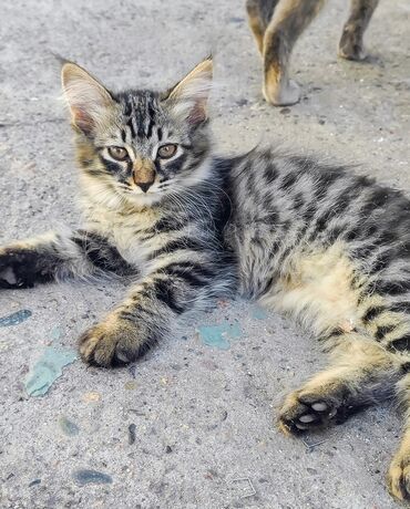 домик для кошек: 3 айлык, Эркек