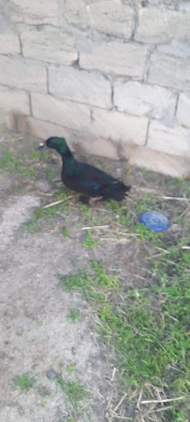 keci heyvan: 10 ayliq Kayuqa ordeyi.35 manat.Barter var.unvan Kurdexani — 3