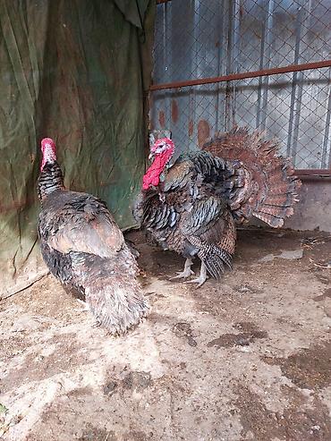 Индюки: Продаю | Индюк (самец) | Для разведения | Племенные — 5