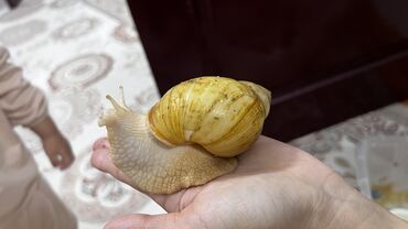 трава для животных: Продаются Ахитинские улитки 🐌 
4 шт две бежевые и две коричневые