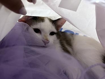 кошка рэгдолл: Кошка даром: Беспородная, 7 месяцев, Девочка, Приучена к лотку — 10