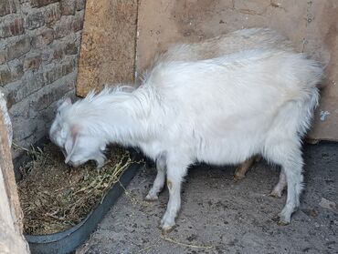 Козы, козлы: Продаю | Козёл (самец) — 3