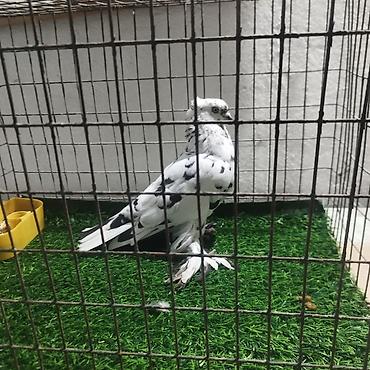 Другие с/х животные: Породистые декоративные голуби. Описание: - Порода — 32