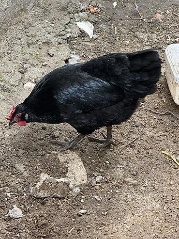 toyuq qiyməti: Toyuq, Australorp, Yumurtalıq — 1