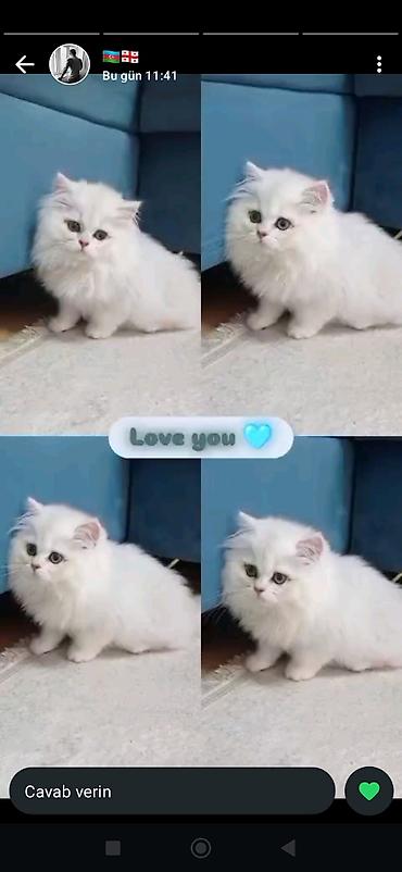 Pişiklər: Yaxşı əllərə — 22