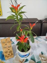 документ на машину: Отдам за 2 литра масла lalafo.kg да документ на машину: Отдам за 2 литра масла