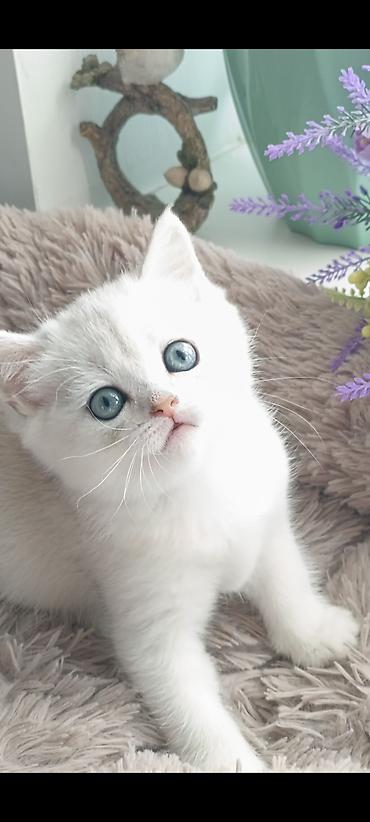 Продажа кошек: Скотиш Страйт (Шотландская прямоухая), 1 месяц, Девочка, Серебристая шиншилла, Приучена к лотку, Проглистована — 13