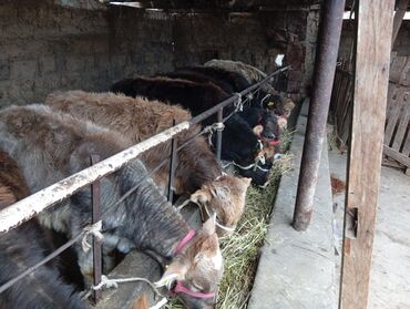 Коровы, быки: Продаю | Бык (самец) | На откорм — 5