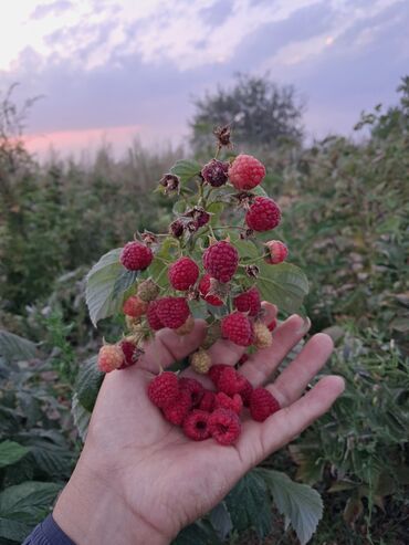 круглое кресло: Малина Дүңүнөн