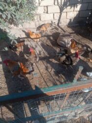 İtlər: Qara xoruzu en son qiyməti 20 manat, ördəkler yaşılbaş ördək son