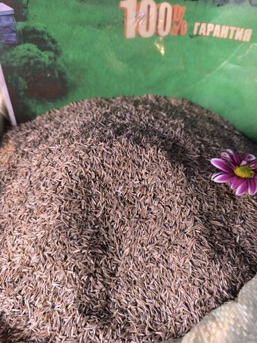 газон купить семена: Семена газонной травы - Назначение: создание плотного зеленого газона