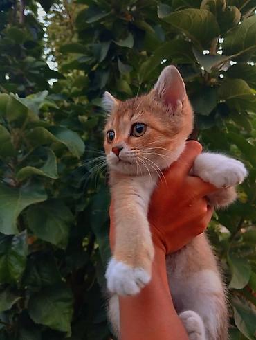 кошка токмок: Британ кыска жүндүү, 4 айлык, Ургаачы, Алтын шиншилла, Лотокко барууга үйрөтүлгөн, Курттардан тазаланган, Эмделген — 1
