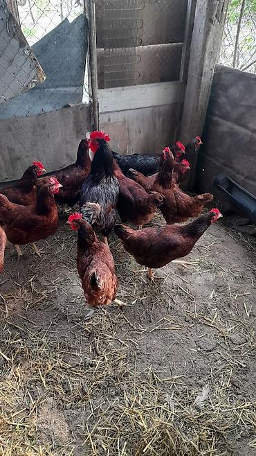 heyvanlar quslar: Şəkildəki toyuqların yumurtası satılır Red İsland qarışıqdı cücə — 1