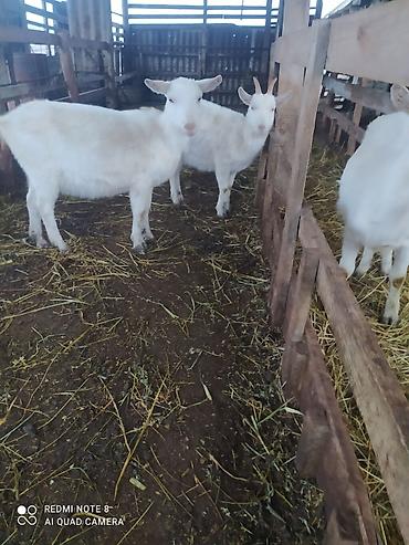 Keçilər, çəpişlər: Sistemləri Saanen keçiləri temiz saf qan keçiləri.iki dişi bir teke — 3