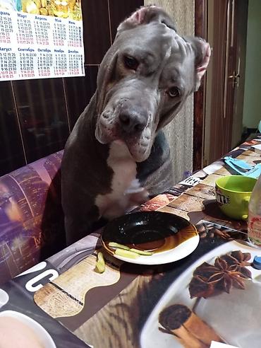 Продажа собак: Щенки кубинского питбультерьера, Подрощенные, 5 месяцев.,голубого — 6