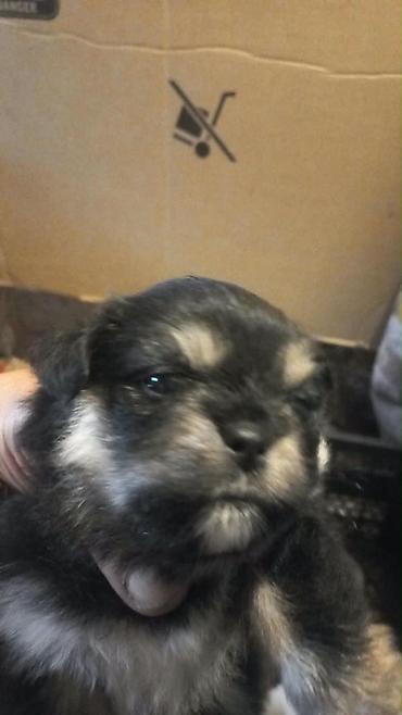 it albay: Pekines — 2