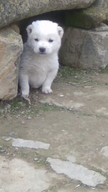 alabay satışı: Alabay, 1 ay, Erkek