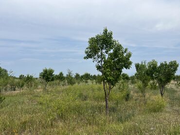 Сельхоз предприятия: Продаю Питомник растений, 1000 соток, Действующий, Без оборудования, Скважина, Холодная вода, Электричество — 2