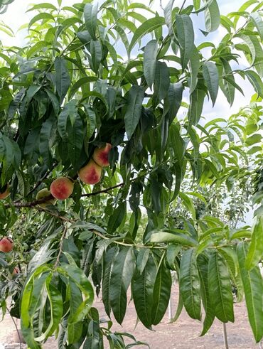 Həyət evləri və villaların satışı: 3 otaqlı, 150 kv. m, Təmirsiz — 7