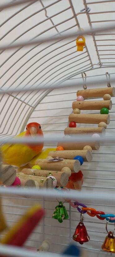 птица фабрика: Продаются попугаи "неразлучники" вместе с клеткой и гнездом
