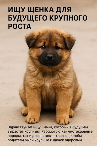австралийская овчарка купить: Здравствуйте! Ищу щенка, который в будущем вырастет крупным. Рассмотрю