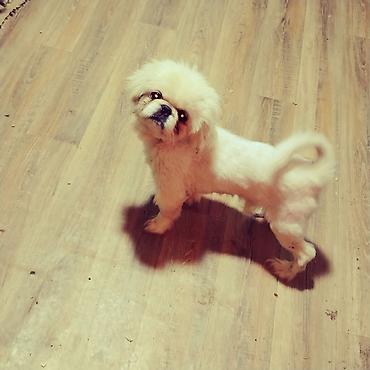 ingilis setter it cinsi: Pekines, 1 il, Peyvəndli — 1