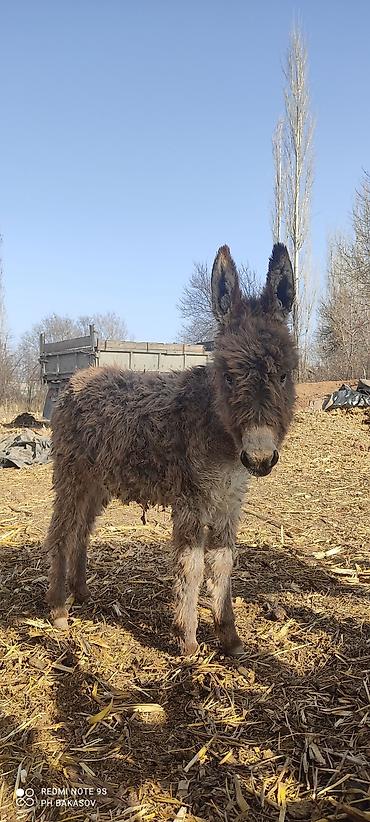 эшек жаныбар: Продам осленка (самец) 5-6 месяцев эшектин баласын сатам, кодолек — 3