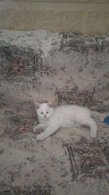 кормовая соль для животных: Отдам в хорошие руки котят . белый котенок. черный котенок. полосатый