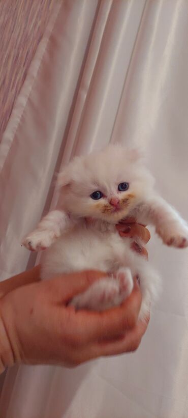 самюн ван в душанбе: Шотландская, Самец, Бесплатная доставка