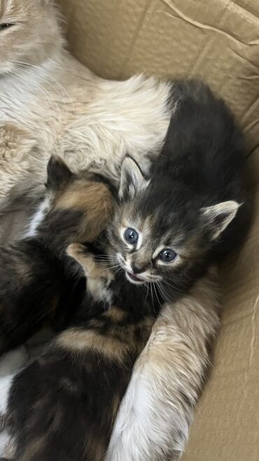 экзотическая короткошёрстная кошка: Беспородная, 1 месяц, Девочка, Черепаховый, Приучена к лотку