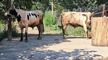 sud veren inek satilir: Iki baş bordaqlıq təmiz qan cins danalar satılır — 1