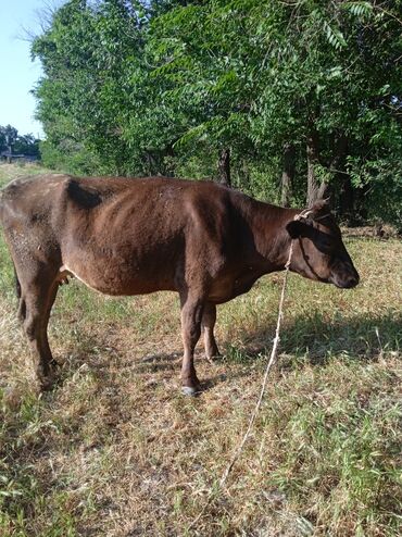 Коровы, быки: Продаю | Корова (самка) | Алатауская | Для разведения, Для молока | Стельные