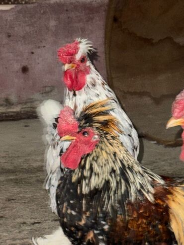 куплю йоркширского терьера: Срочно продам