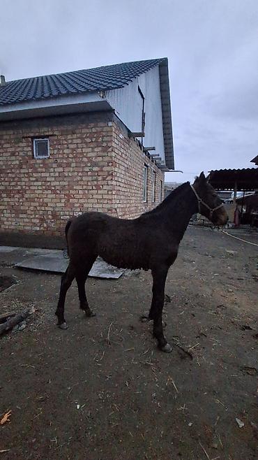 Лошади, кони: Продаю | Жеребенок | Полукровка | Для разведения — 13
