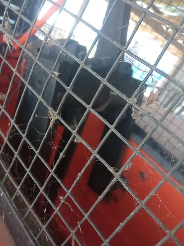 Pres bağlayanlar: Pietra Nera “Bale Master” Təp təzədir heç işlənməyib — 8