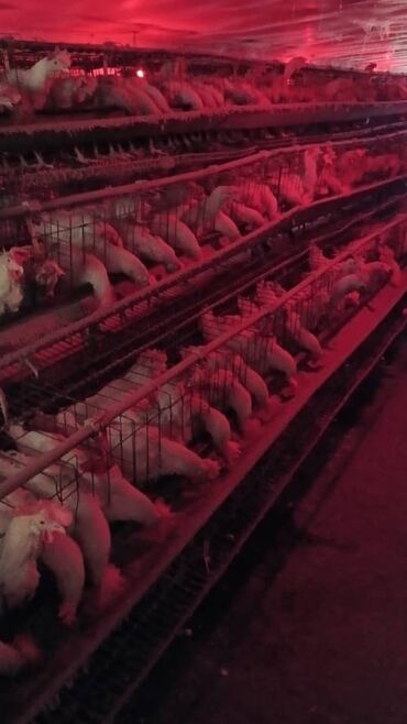 где можно купить молодых кур несушек: Продаю | Куры | Хай-Лайн Соня Грей | На забой