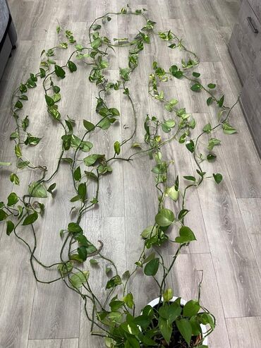 настенные цветы: Эпипремнум (потос, Scindapsus) — ампельное комнатное растение с